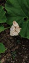 Close up of Calabash & x28;Lagenaria siceraria& x29;,ÃÂ bottle gourd white flower